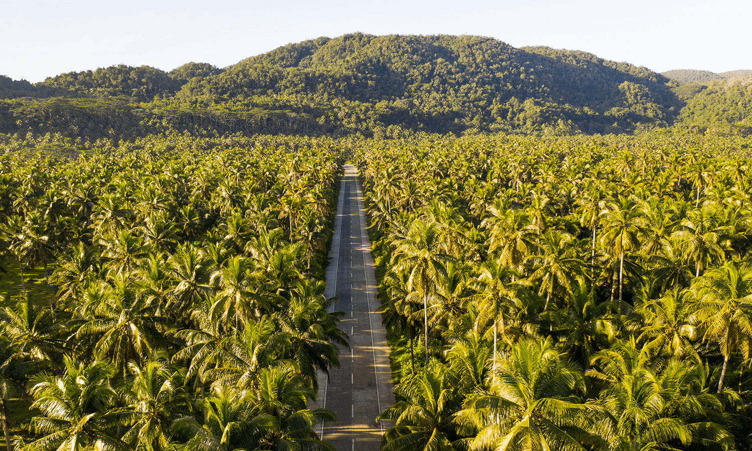 Coconut Road
