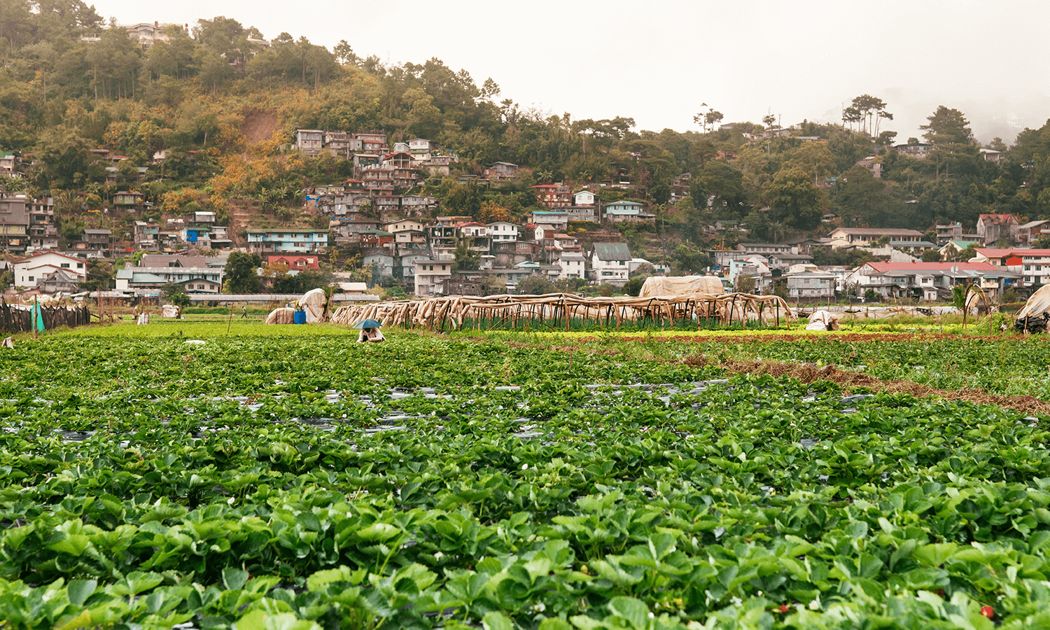 La Trinidad Strawberry Fields