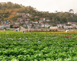 Strawberry Fields in La Trinidad Benget